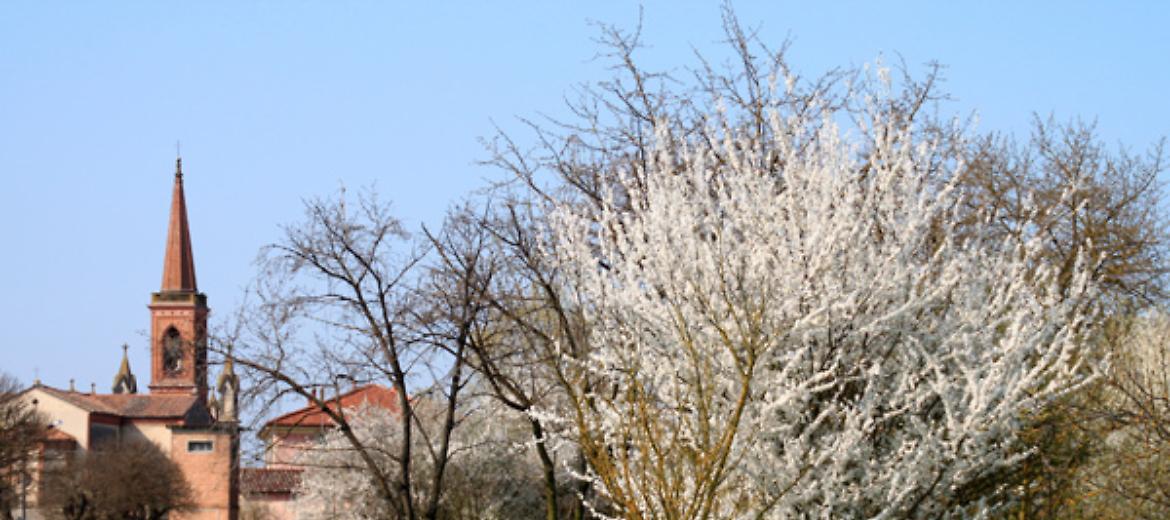 La strada panoramica dei ciliegi