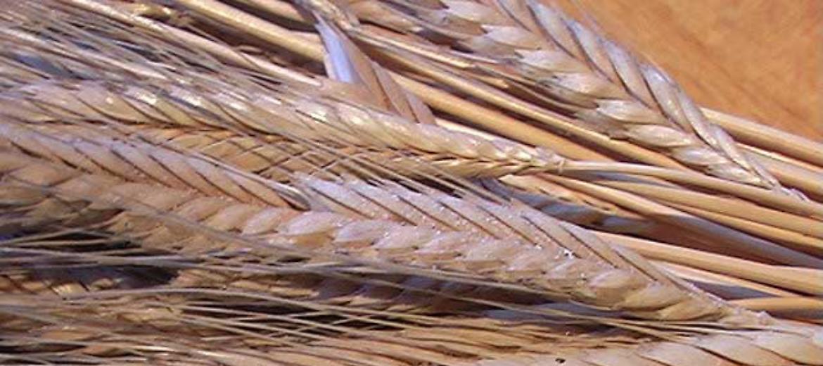 Grano, Confagricoltura: "Bene la proroga dell'accordo Russia-Ucraina"