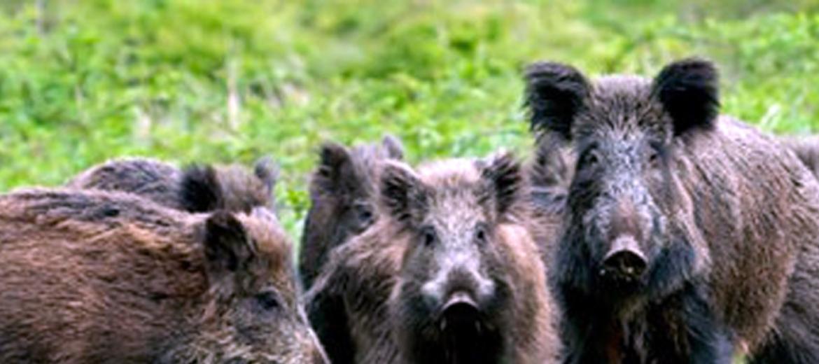 Psa, alleanza istituzionale: ‘muro’ contro il virus