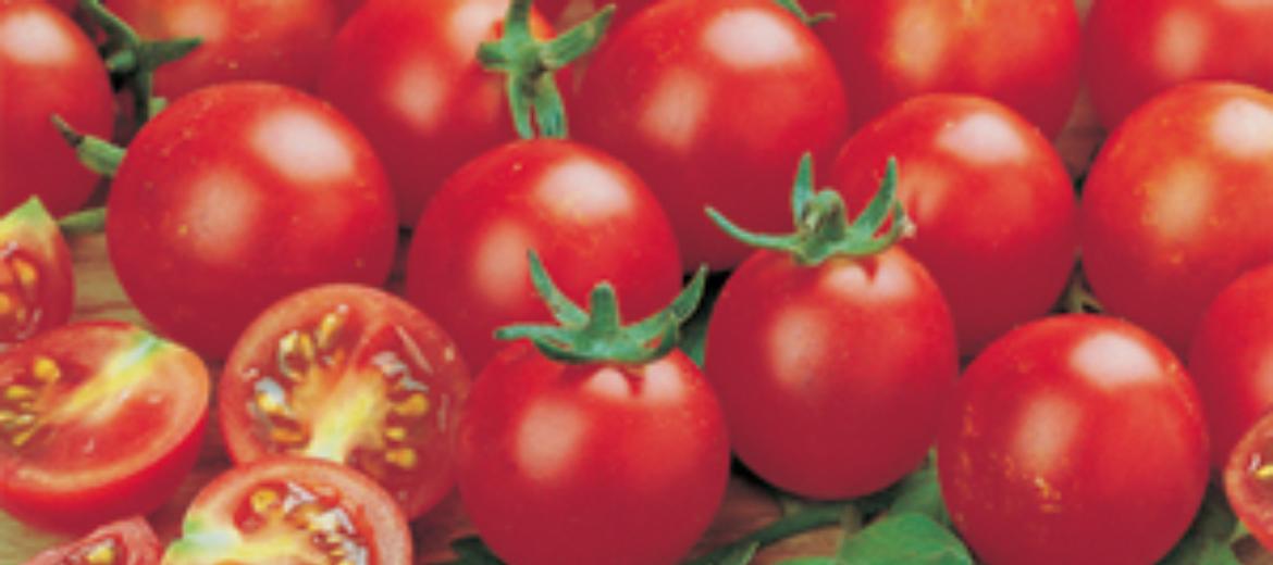 Il Pomodoro ciliegino di Pachino 