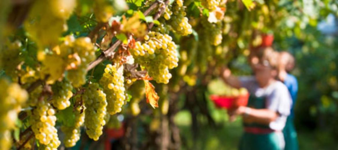 Progetto “Vini d’Alta Quota"ai piedi dell'Etna