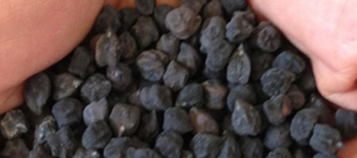 Ceci neri di Cicere e ceci neri di Tove