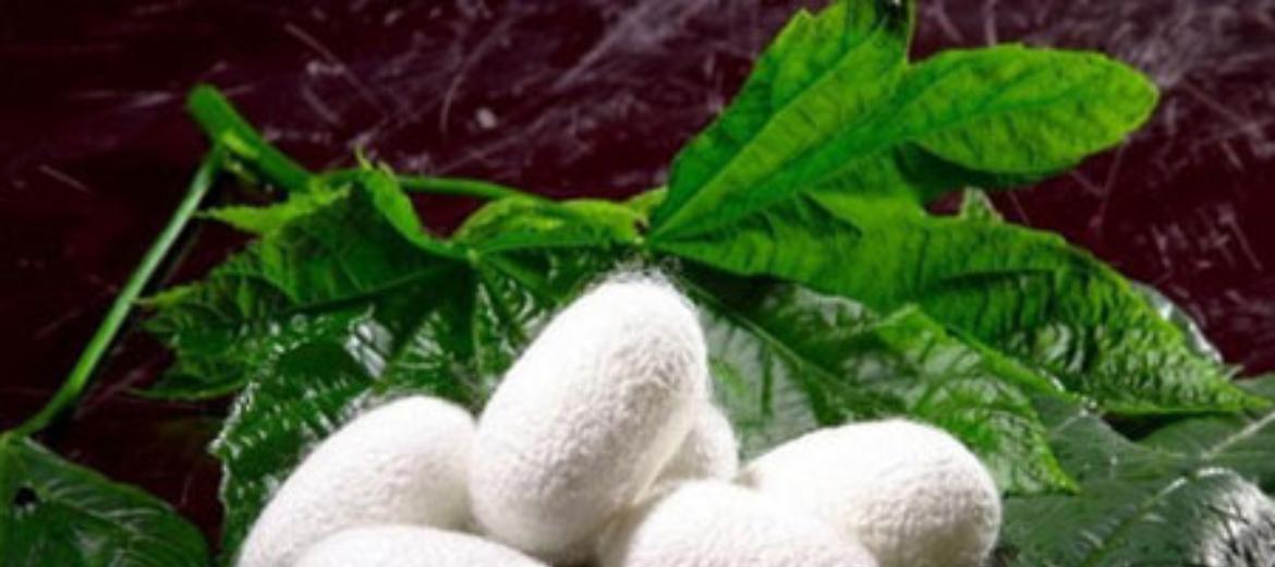 Evoluzione del cibo: farina di bachi da seta