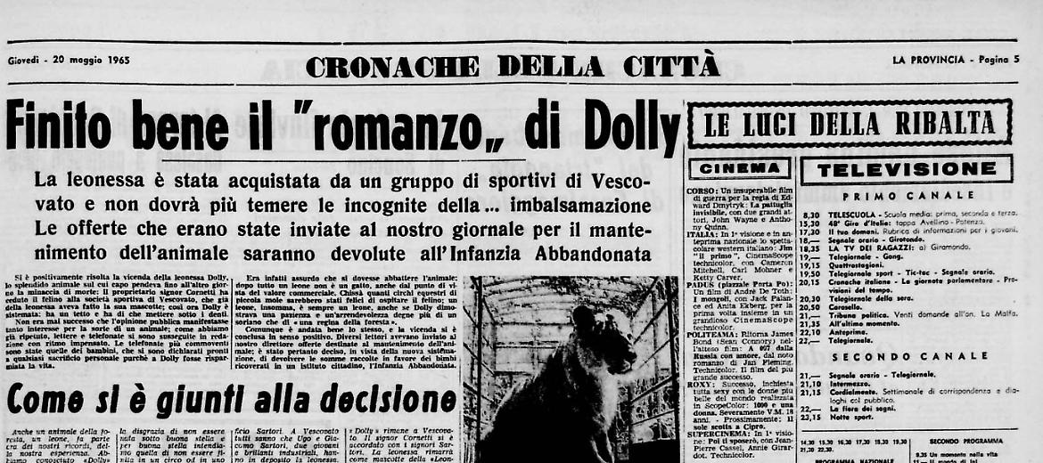 Salva la leonessa di Vescovato