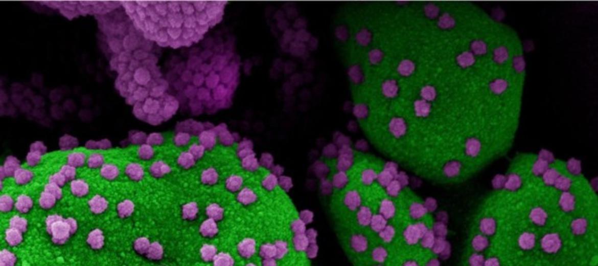 Vaccini, funziona nei topi lo spray nasale anti Covid