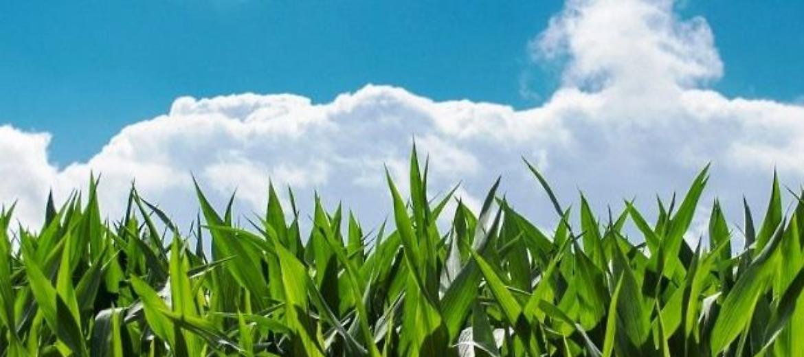 Cereali: la Commissione europea apre la strada a una maggiore produzione