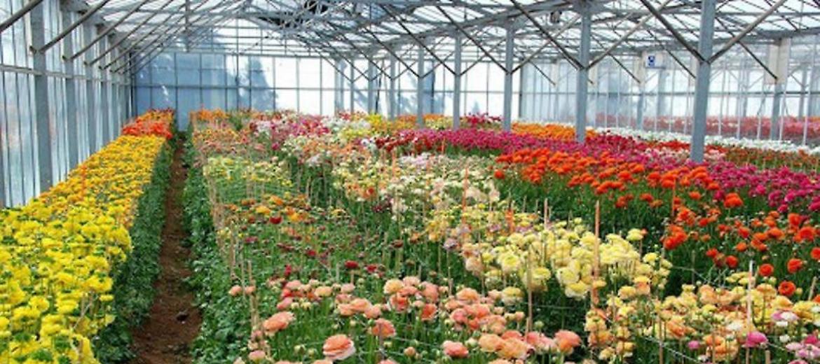 Euroflora 2022: eventi, colori e profumi per rilanciare il florovivaismo nazionale