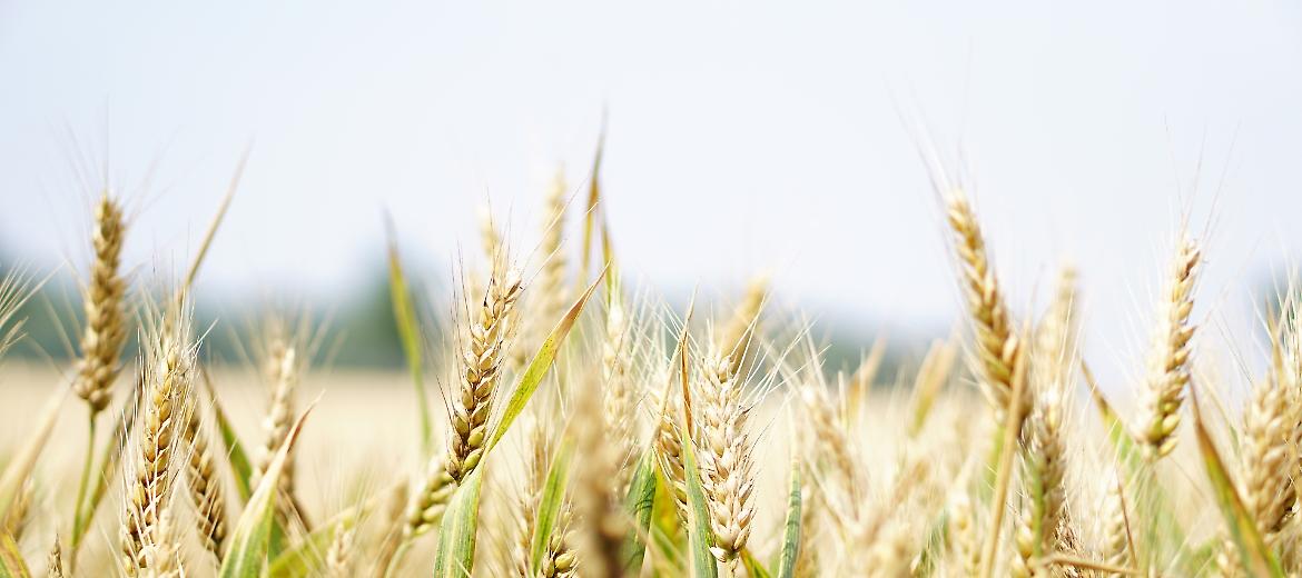 Siccità, Confagricoltura: "Prevista una riduzione dei cereali tra il 15 e il 20%"