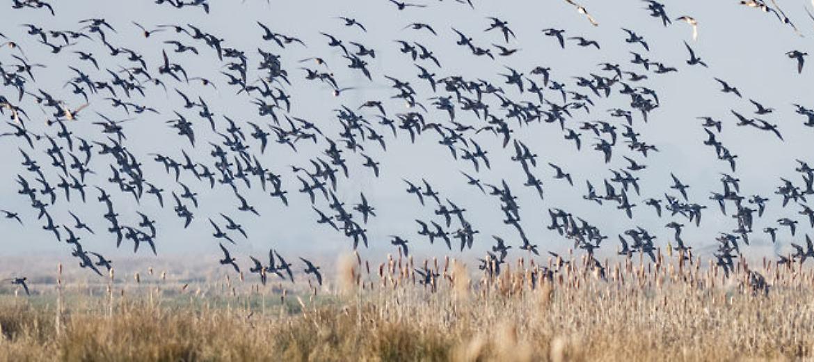L’Ente Produttori Selvaggina aderisce a Confagricoltura