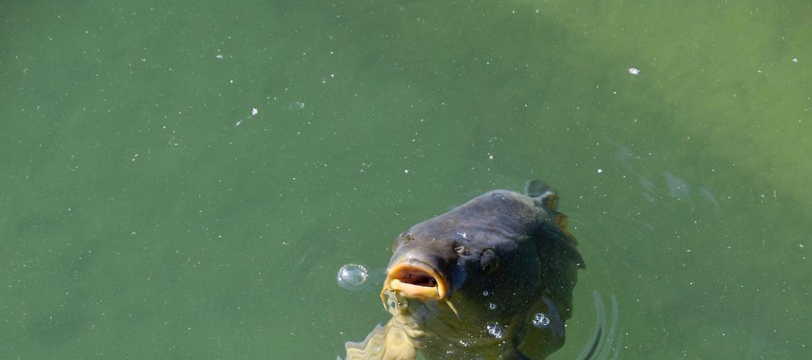 Pesce, la siccità colpisce la produzione