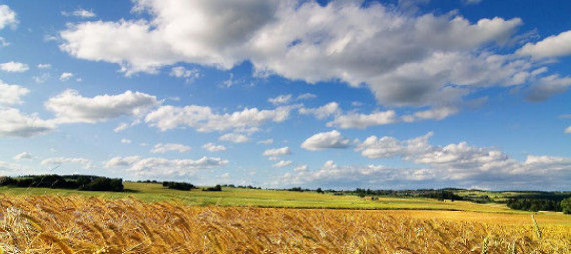 Grano: nuove tensioni sui prezzi e rischi di una crisi alimentare globale