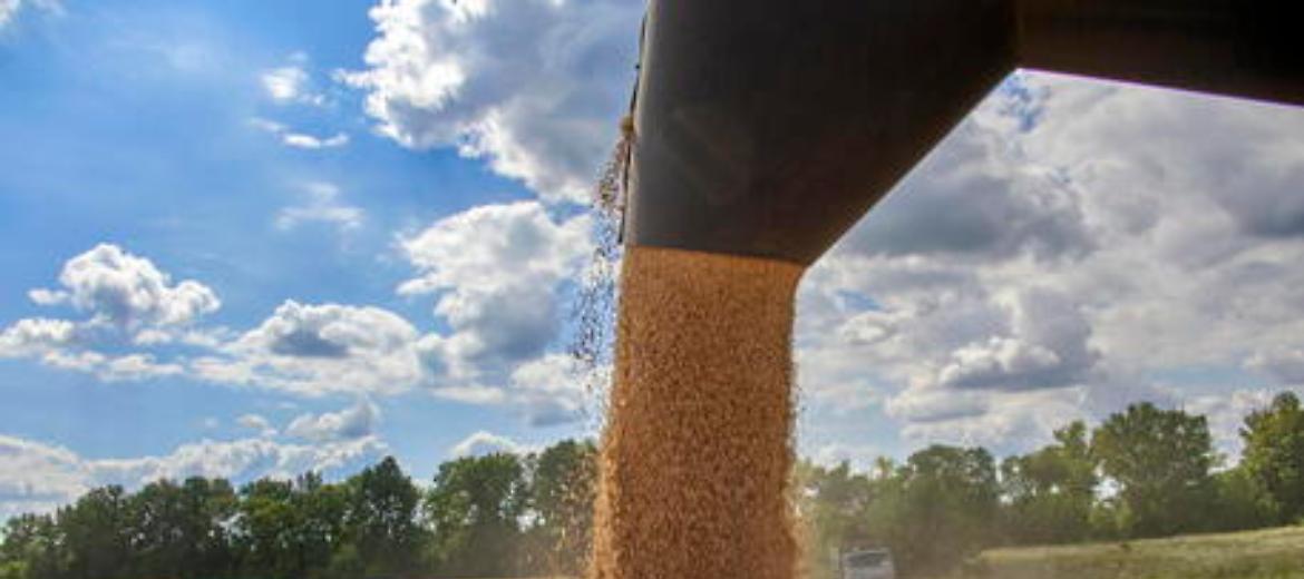 Grano, Giansanti: "Fondamentale l'accordo sull'export dall'Ucraina"
