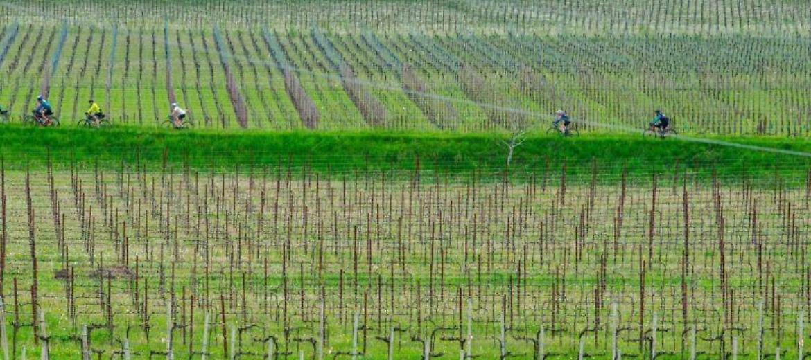 Vinitaly: Confagri, enoturismo e bici con il campione Bugno