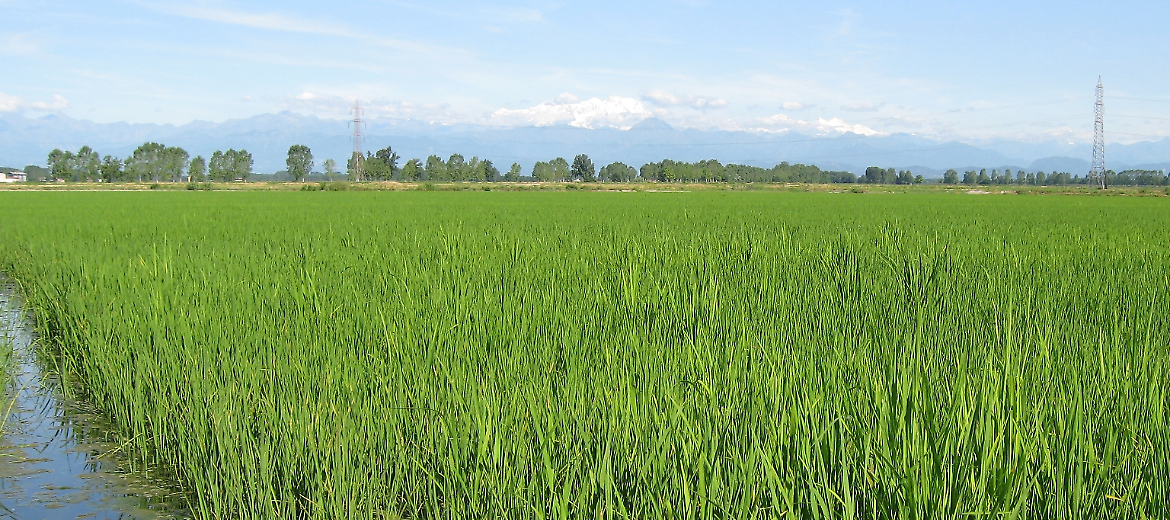 Riso, Centinaio (Mipaaf): 15 milioni per aiutare settore