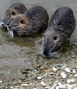 Nutrie: addio doppiette, largo alla sterilizzazione