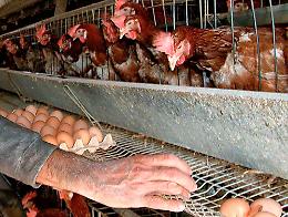 Mobilitati contro le galline, 'disagi e cattivi odori'