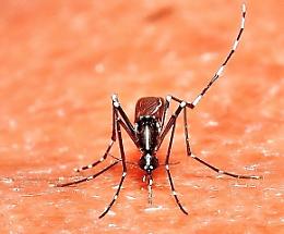 West Nile virus, un caso a Viadana