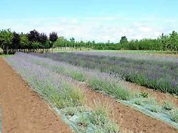 Terza festa della lavanda