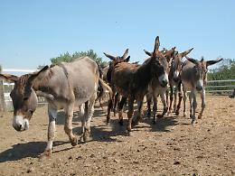 Uno sciame d'api minaccia l''Isla de burro'