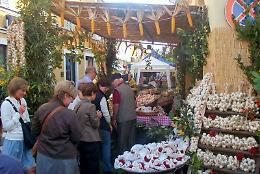 La cipolla fa... piangere, produzione giù del 40%