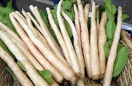 47^ Sagra delle radici di Soncino, domenica 27 ottobre