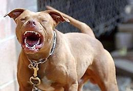 Azzannata dal pitbull del vicino, anziana risarcita