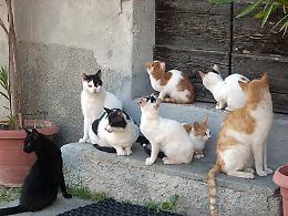 Allarme bocconi avvelenati, gatto muore e venti vengono salvati