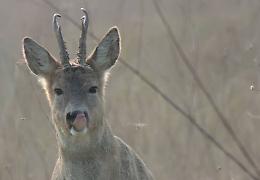 Borghi abbandonati, e passeggiata ai Boschi di Carrega "a caccia" di caprioli