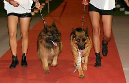 Quando i cani aiutano i gatti