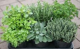 Cogita et labora: aromatiche non solo in cucina a Milano