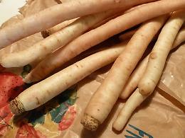 A Soncino la tradizionale Sagra delle Radici Domenica 26 ottobre