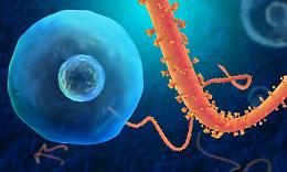 Ebola, 35 sopravvissuti si mobilitano