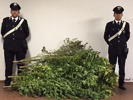 Coltiva marijuana in cortile, arrestato elettricista 48enne