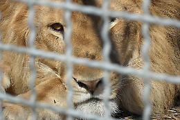 Il Comune vieta il circo con animali