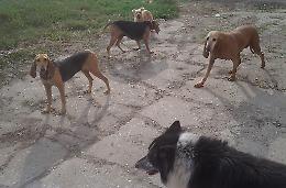 Cinque cani spariti dal rifugio, denuncia contro ignoti