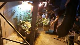Serra di marijuana nel capannone, arrestato imprenditore edile