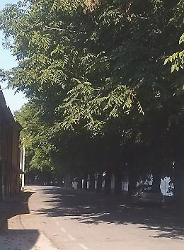 Alberi non potati, protesta
 ‘San Matteo come la giungla’