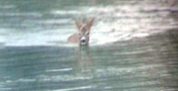 Capriolo guada il fiume Po