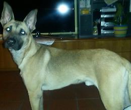 Fuggito dai ladri, appello per Zeus