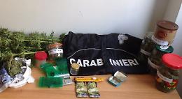 Piantagione di marijuana in casa, arrestato 47enne cremasco