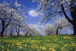 Festa dei ciliegi in fiore a Villanova