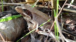 BioBlitz all'oasi Le Bine