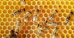 All'EcoOstello tutto pronto per la tradizionale smielatura