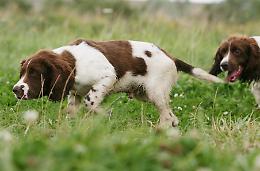 Cani sfuggiti al controllo, maxi rimborso per la cattura