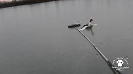 Modena, centro Pettirosso: il salvataggio dell'oca sul lago ghiacciato