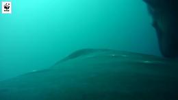 La vita nell'Antartico vista da una balena, lo straordinario filmato del Wwf