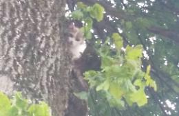 Micia da sette giorni su un albero, mobilitazione e salvataggio
