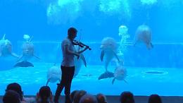Genova, un violino nell'acquario: la danza dei delfini