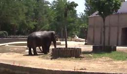 Zoo di Napoli, ghiaccioli a orsi ed elefanti contro il caldo