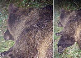 Orsa abbattuta, animalisti "sgomenti"  